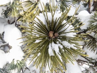 Tree outdoor branch snow Photo