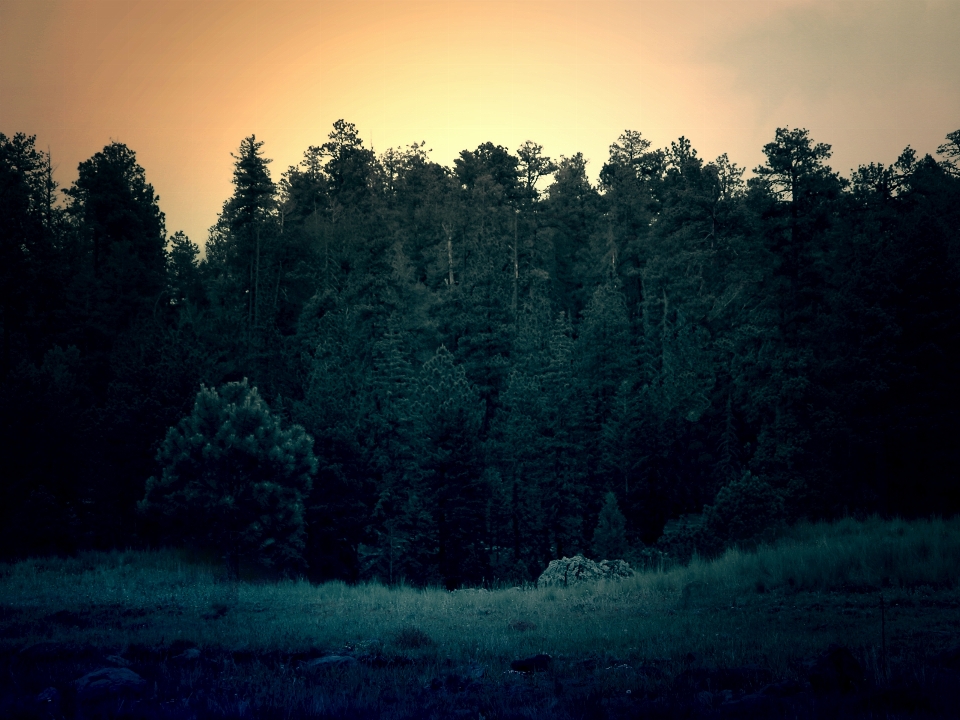 Paysage arbre nature forêt