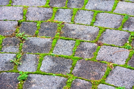 Grass lawn sidewalk floor Photo