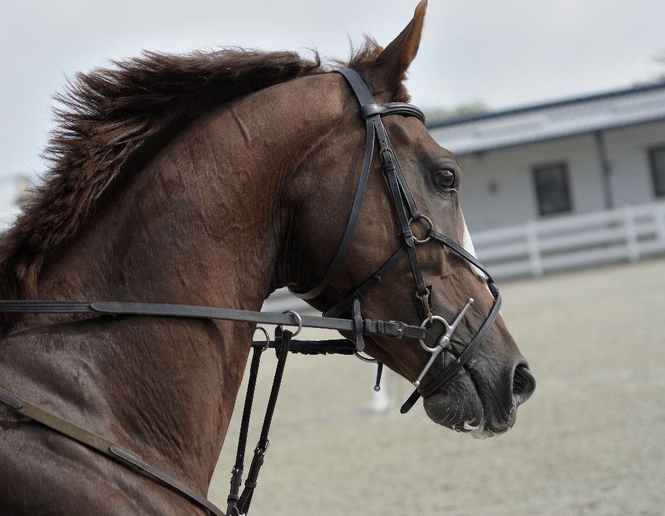 Animal cavalo marrom rédea
