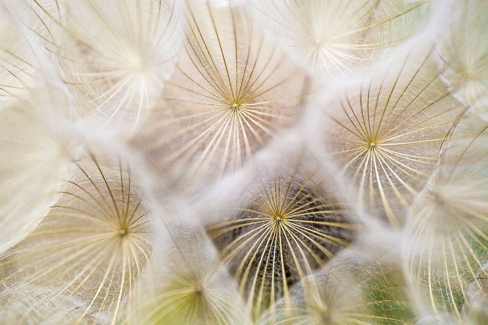 Nature usine la photographie pissenlit