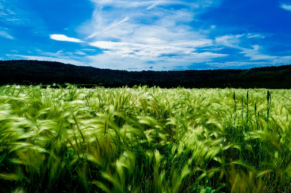 Paisagem grama plantar céu