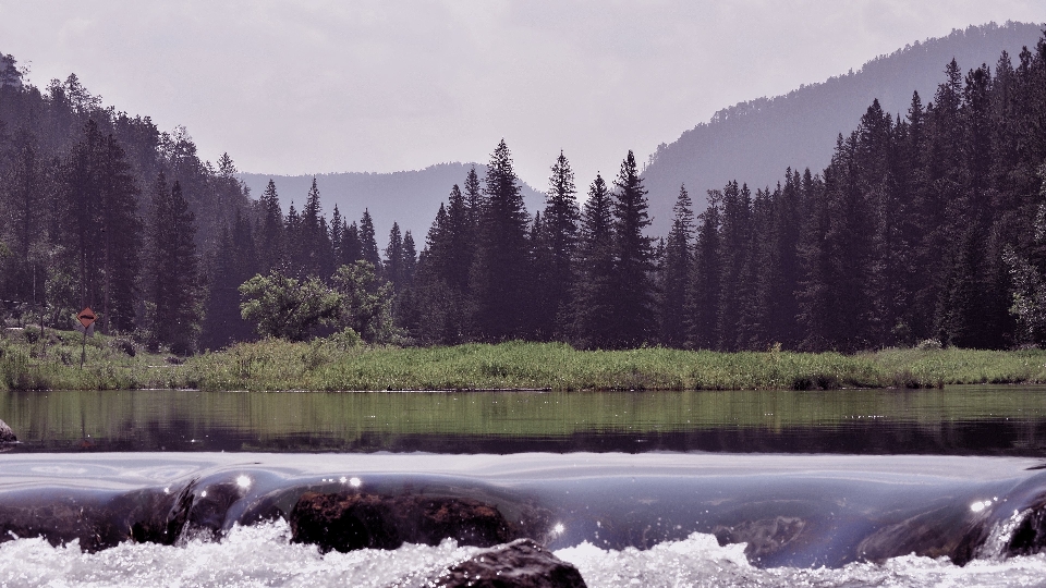 Paysage arbre eau nature