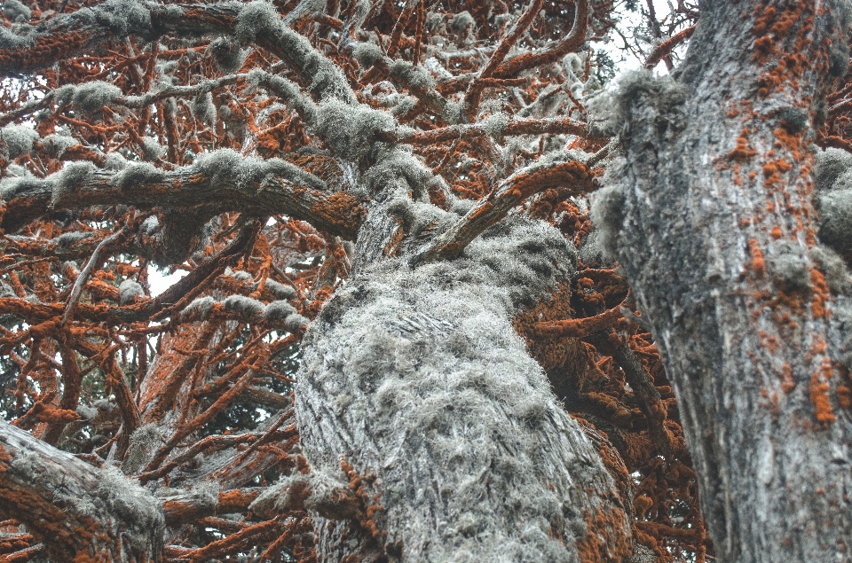 árvore natureza floresta filial