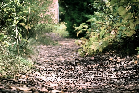 Tree nature forest path Photo