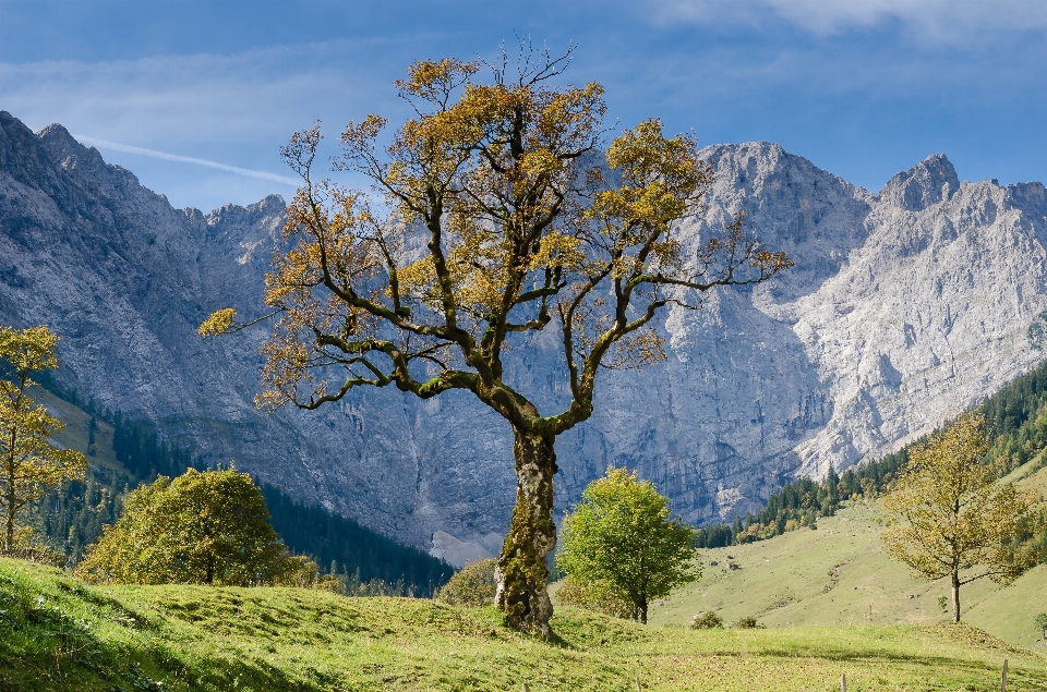 Paesaggio albero natura erba