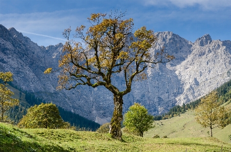 Landscape tree nature grass Photo