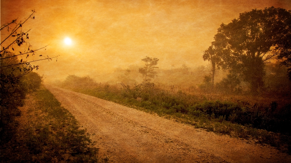 Pohon alam hutan matahari