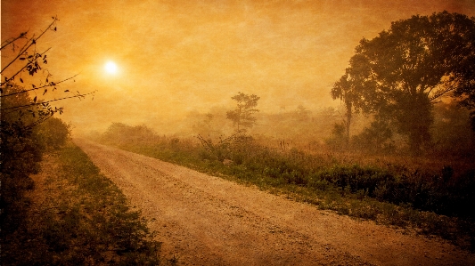 木 自然 森 太陽 写真