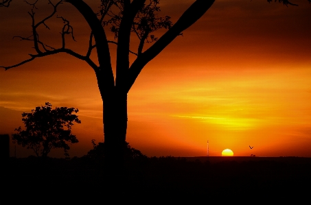 Tree horizon silhouette sun Photo