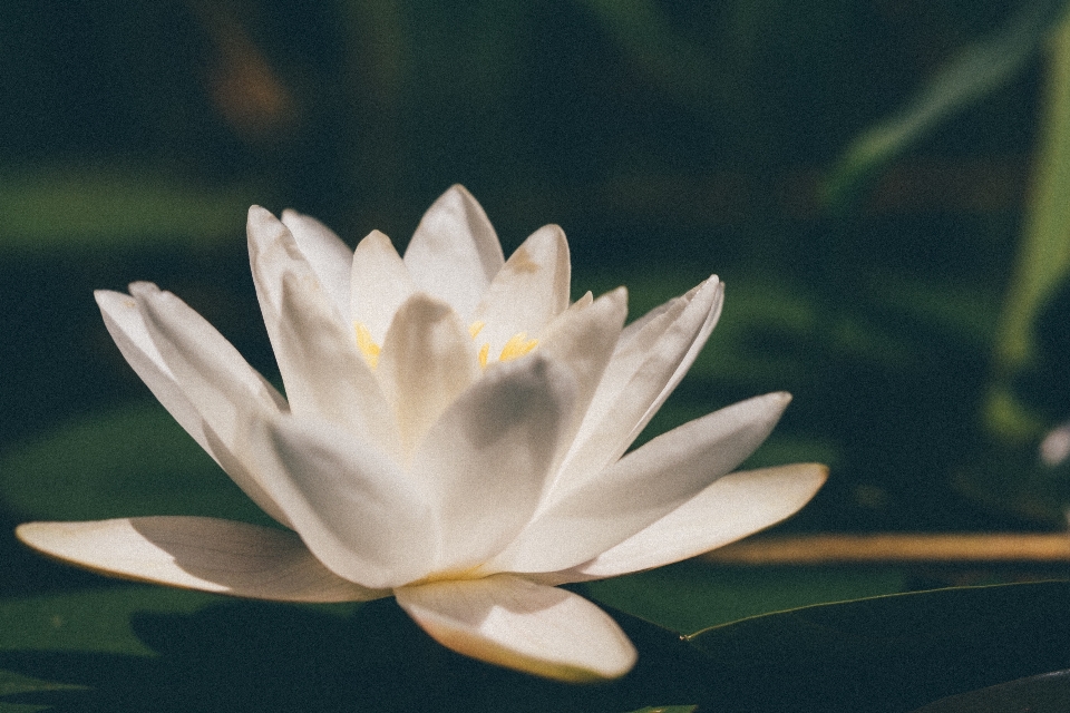 Naturaleza florecer planta blanco