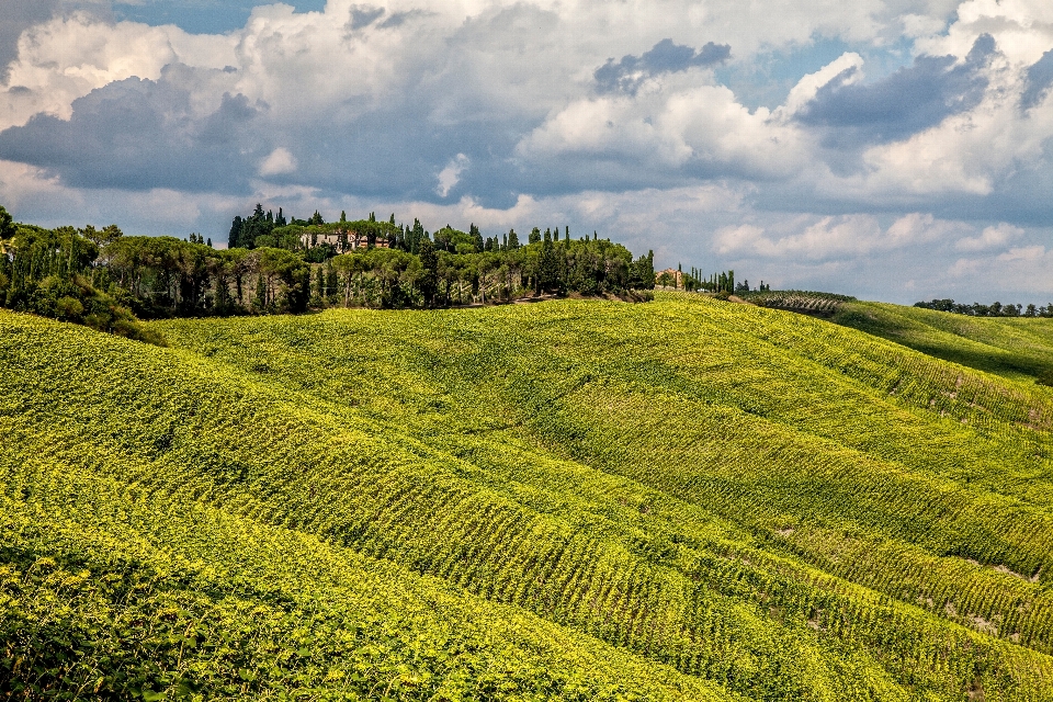 Paysage arbre herbe nuage