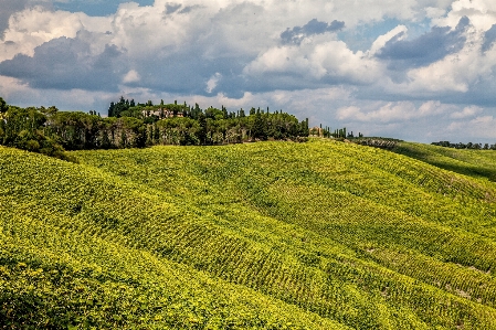 Landscape tree grass cloud Photo