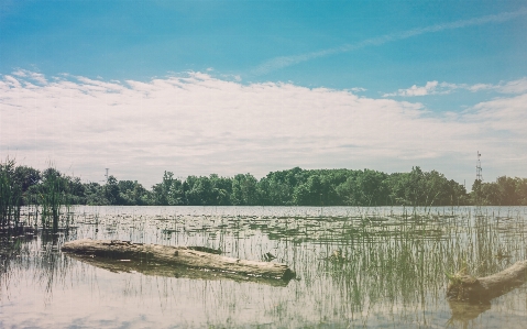 Foto Albero acqua palude
 dock