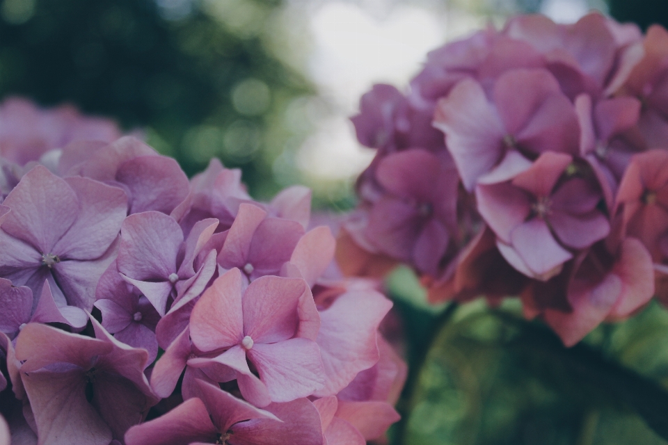 Fleurir usine fleur pétale