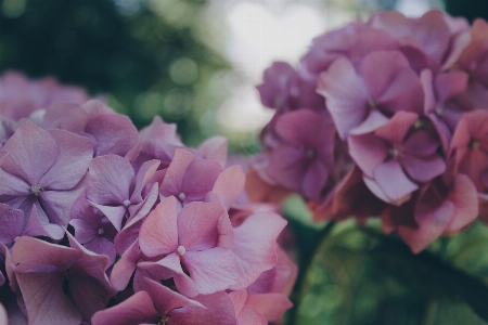 Blossom plant flower petal Photo