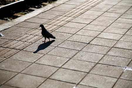 Foto Peatonal acera
 piso techo