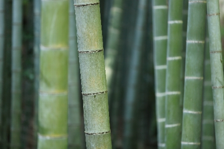 Tree grass branch plant Photo