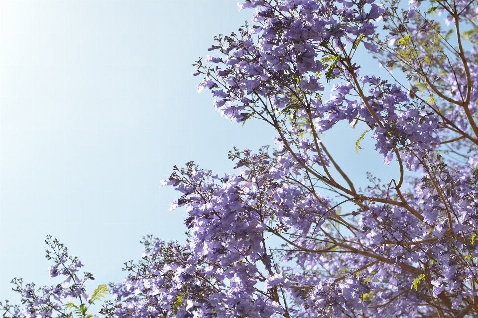 Albero natura ramo fiore