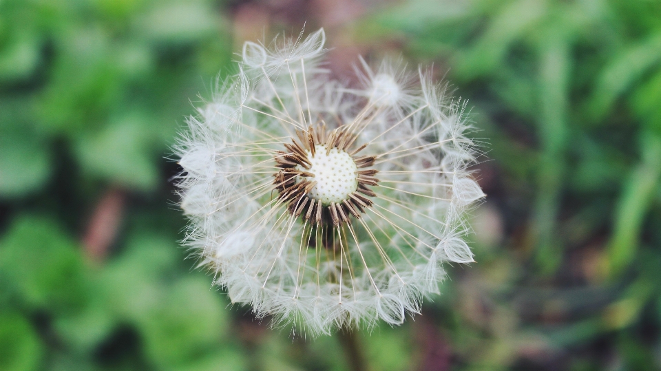 Naturaleza césped planta fotografía