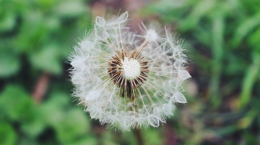 自然 草 植物 写真撮影 写真