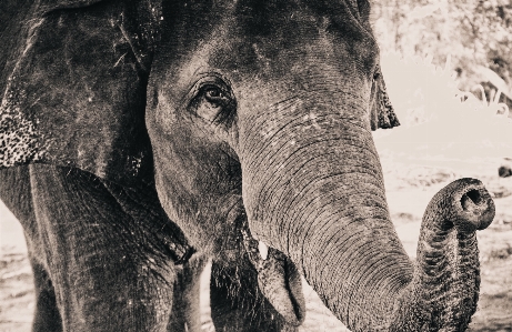 Foto Bianco e nero
 tronco animale animali selvatici