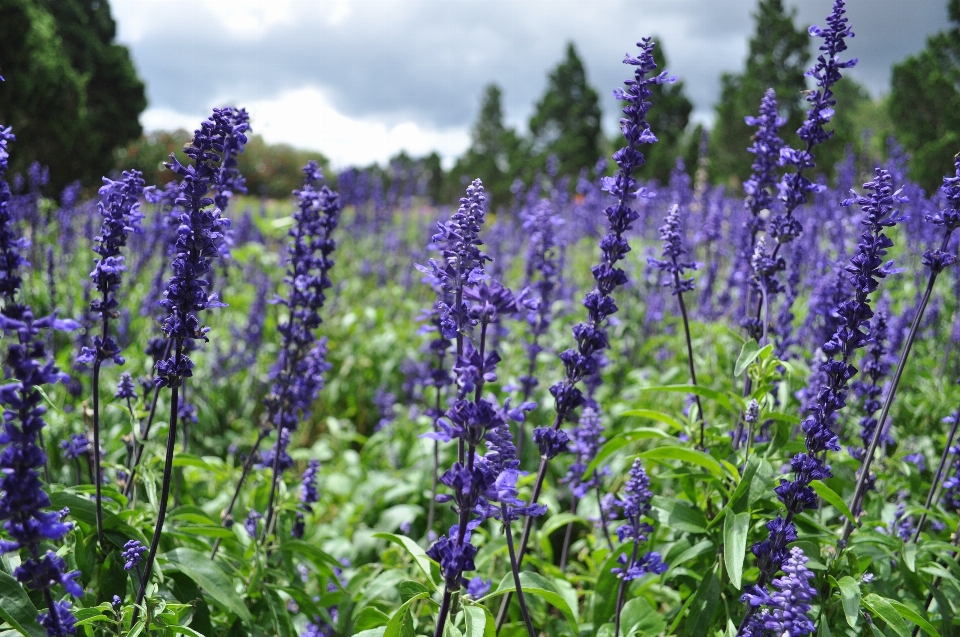 Plantar campo prado
 flor