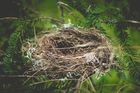 Foto Pohon cabang burung pinus