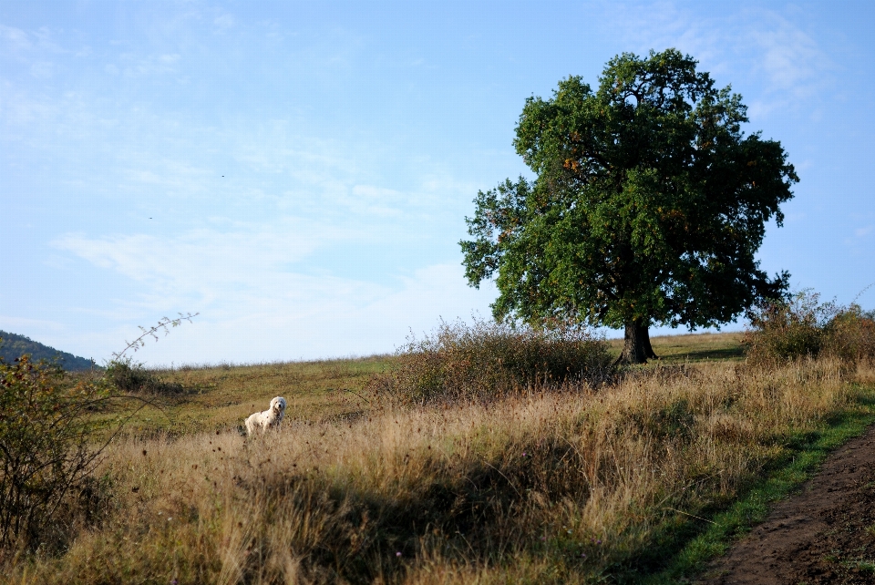 Paisagem árvore grama região selvagem
