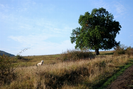 Foto Paesaggio albero erba natura selvaggia
