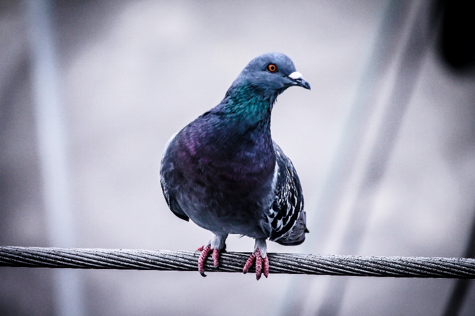 Pájaro ala fauna silvestre pico