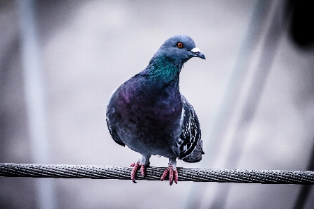 Foto Burung sayap margasatwa paruh