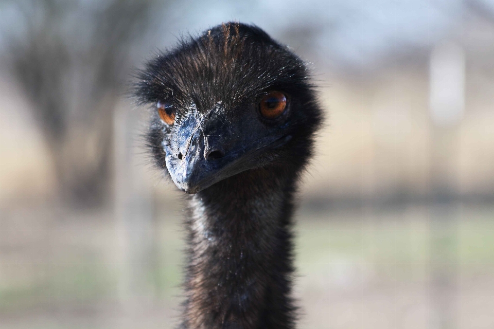 Vogel tierwelt schnabel strauß