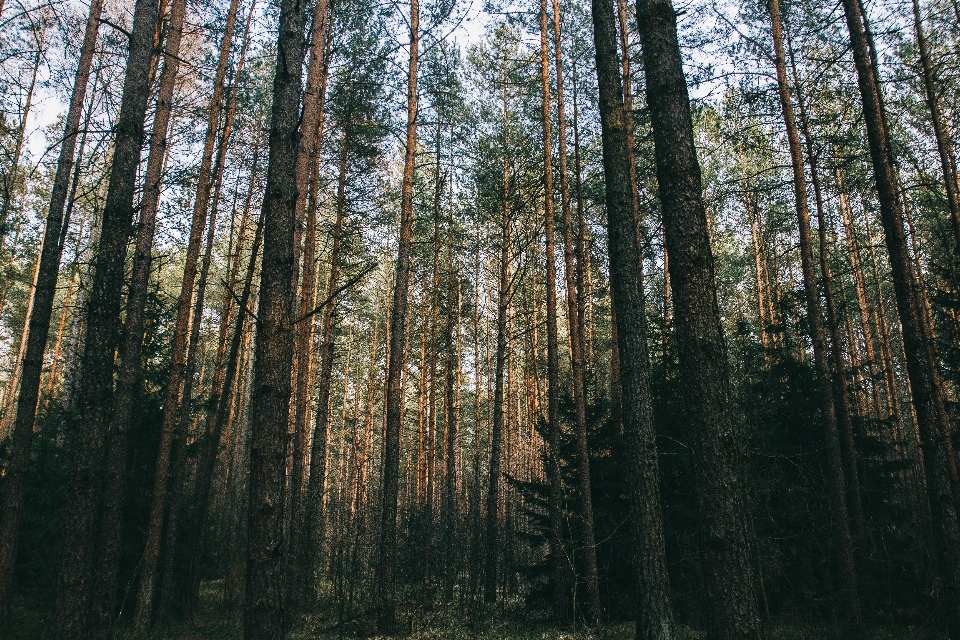 Albero natura foresta selvaggia
