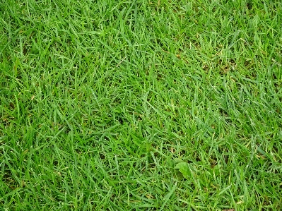 草 植物 分野 接地 写真