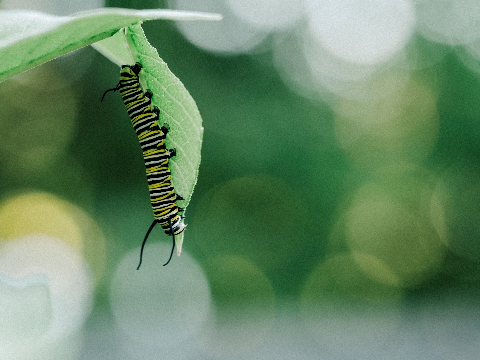 Natur anlage fotografie blatt