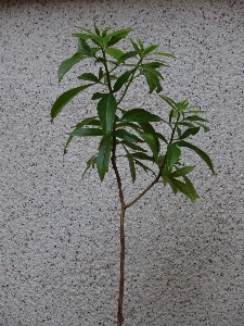 木 植物 葉 花 写真