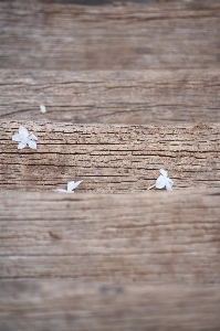 Photo Tableau bois blanc feuille