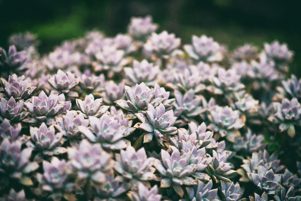 Natur blüte anlage blume