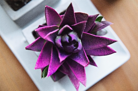 Table spiky plant wheel Photo