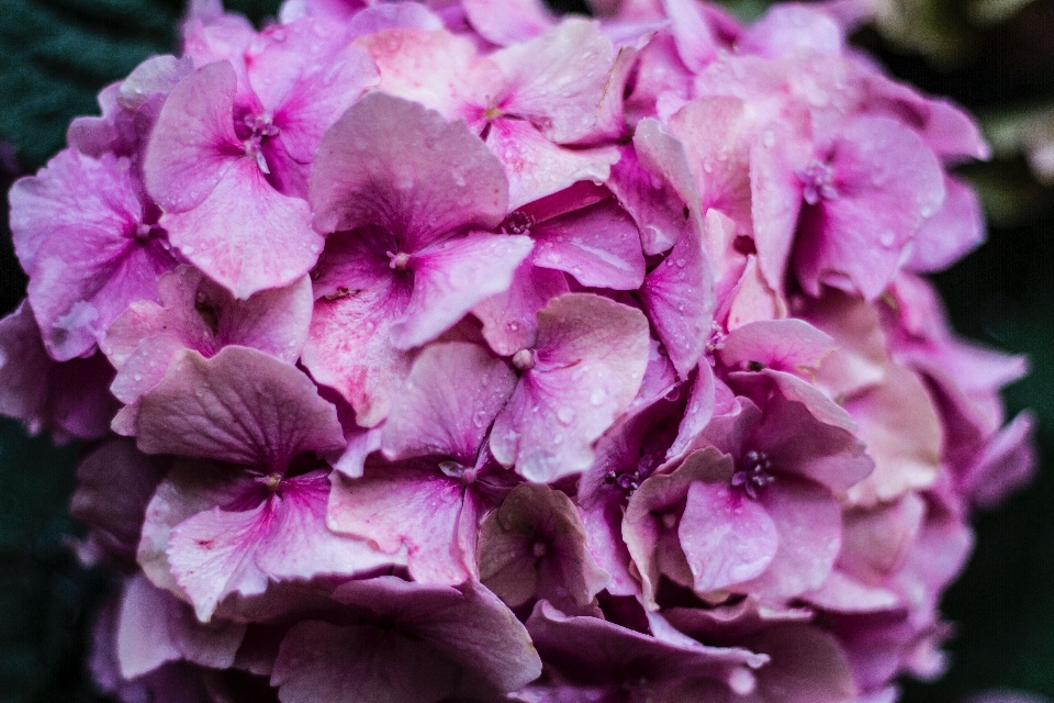 Blossom plant flower purple