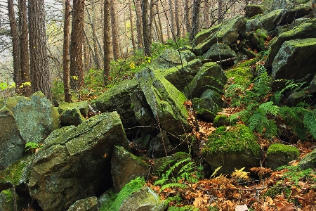 Nature forest rock wilderness Photo