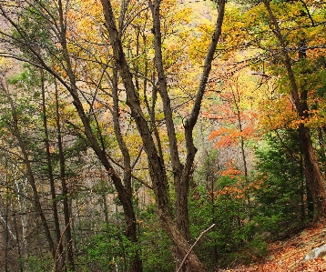 Baum natur wald zweig Foto