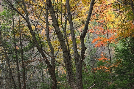 Foto Albero natura foresta selvaggia
