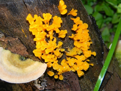 Flower botany mushroom yellow Photo