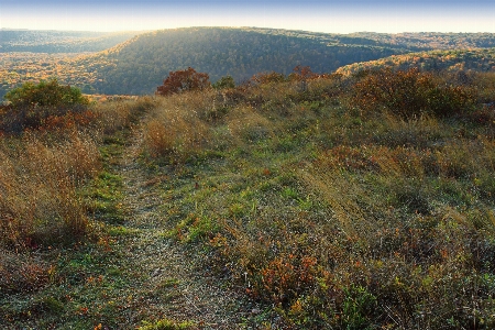 Landscape tree forest path Photo