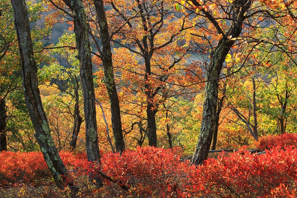 Drzewo natura las oddział