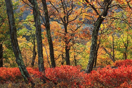 Tree nature forest branch Photo