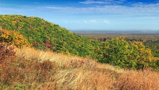 Landscape tree nature forest Photo