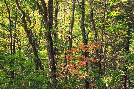 Foto Albero natura foresta selvaggia
